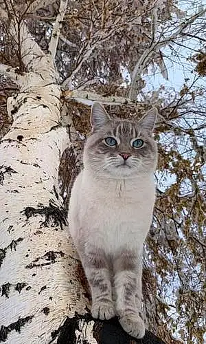 Winter Cat Archie