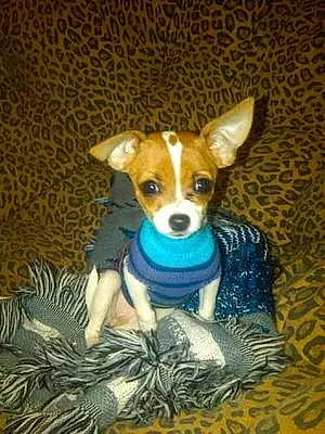 Name Chihuahua Dog Jazmine