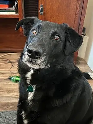 Name Labrador Retriever Dog Jax