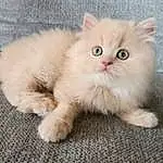 Cat, Felidae, Carnivore, Small To Medium-sized Cats, Iris, Whiskers, Fawn, Snout, Furry friends, Tail, Paw, Terrestrial Animal, British Longhair, Persian, Sitting