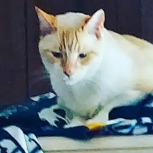 Name Siamese Cat Juneau