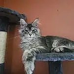 Cat, Window, Carnivore, Grey, Felidae, Small To Medium-sized Cats, Whiskers, Snout, Tail, Wood, Domestic Short-haired Cat, Comfort, Furry friends, Chair, Paw, Claw, Door, Cat Supply, Terrestrial Animal