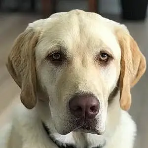 Name Labrador Retriever Dog Jaxon