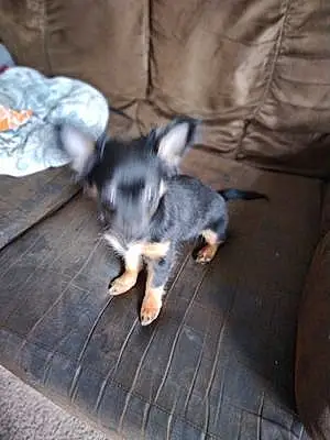 Name Chihuahua Dog Molly