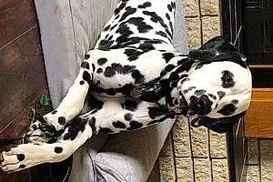Name Dalmatian Dog Gunther