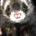 Ferret, Polecat, Fauna, Mustelinae, Mustelidae, Mink, Weasel, Whiskers, Furry friends, Snout, Black Footed Ferret, Terrestrial Animal, Viverridae