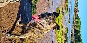 Staffordshire Bull Terrier Dog Summer