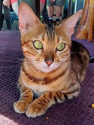 Bengal Cat Nova