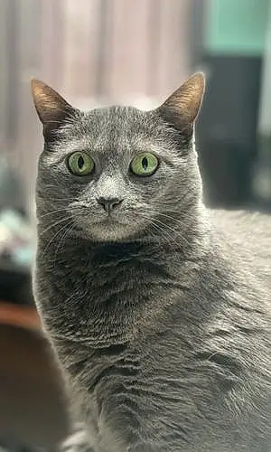 Name Russian Blue Cat Gracey