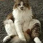 Cat, Small To Medium-sized Cats, Felidae, Carnivore, Whiskers, Norwegian Forest Cat, Domestic Long-haired Cat, Siberian, Maine Coon, Aegean cat, Ragamuffin, Polydactyl Cat, Kitten, British Semi-longhair, American Curl, Tail, European Shorthair, Furry friends