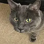 Head, Cat, Eyes, Felidae, Carnivore, Grey, Russian blue, Whiskers, Small To Medium-sized Cats, Domestic Short-haired Cat, Photo Caption, Furry friends, Black cats, Terrestrial Animal, Window