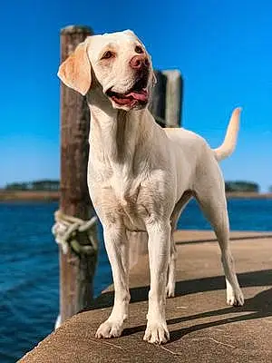 Name Labrador Retriever Dog Leyla