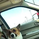 Dog, Sky, Car, Window, White, Carnivore, Automotive Mirror, Dog breed, Collar, Vroom Vroom, Door, Mode Of Transport, Vehicle, Automotive Exterior, Dog Supply, Fawn, Companion dog, Vehicle Door, Car Seat Cover, Hood