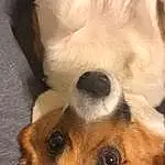 Head, Dog, Eyes, Dog breed, Carnivore, Jaw, Ear, Whiskers, Companion dog, Fawn, Working Animal, Eyelash, Snout, Close-up, Furry friends, Canidae, Terrestrial Animal, Toy Dog, Comfort