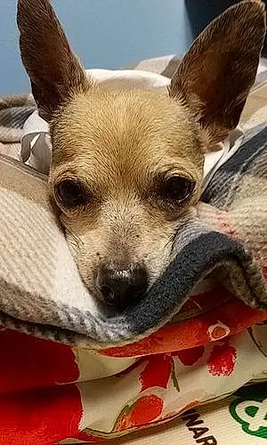 Name Chihuahua Dog Gizzy