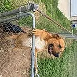 Dog, Dog breed, Carnivore, Working Animal, Fawn, Companion dog, Plant, Grass, Collar, Snout, Canidae, Fence, Pet Supply, Leash, Animal Shelter, Furry friends, Terrestrial Animal, Wire Fencing