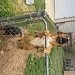 Plant, Pet Supply, Working Animal, Carnivore, Fawn, Wire Fencing, Dog breed, Fence, Liver, Terrestrial Animal, Tree, Snout, Mesh, Wood, Animal Shelter, Cage, Grass, Chain-link Fencing, Landscape