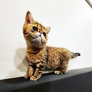 Name Exotic Shorthair Cat Hammy