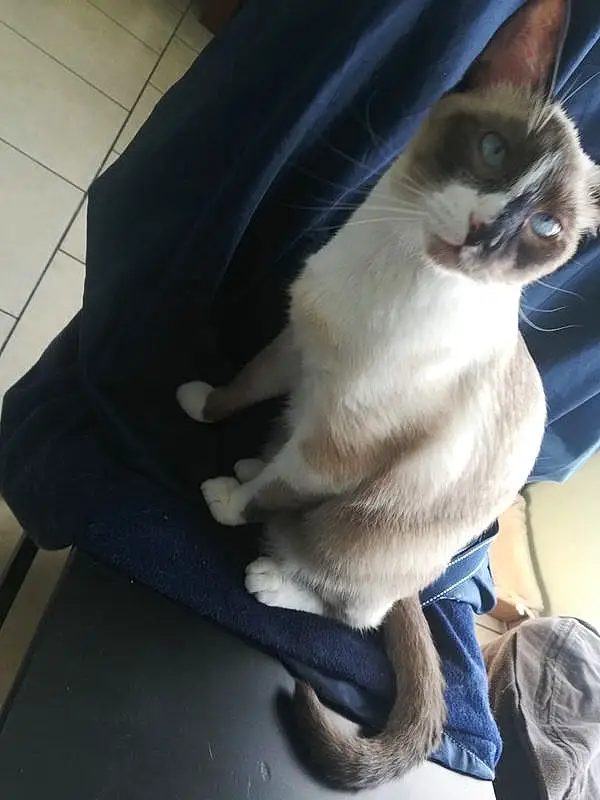 Cat, Siamese, Felidae, Carnivore, Grey, Small To Medium-sized Cats, Fawn, Comfort, Whiskers, Thai, Tail, Electric Blue, Balinese, Furry friends, Domestic Short-haired Cat, Sitting, Auto Part, Bag, Paw
