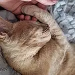 Hand, Cat, Felidae, Ear, Gesture, Carnivore, Finger, Fawn, Comfort, Small To Medium-sized Cats, Whiskers, Nail, Snout, Close-up, Thumb, Wrinkle, Domestic Short-haired Cat, Paw, Furry friends, Claw