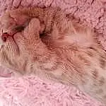 Cat, Felidae, Carnivore, Comfort, Small To Medium-sized Cats, Whiskers, Fawn, Tail, Snout, Cat Bed, Wool, Domestic Short-haired Cat, Paw, Linens, Furry friends, Claw, Terrestrial Animal, Peach, Nap, Wrinkle