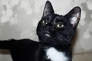 Name British Shorthair Cat Kuro