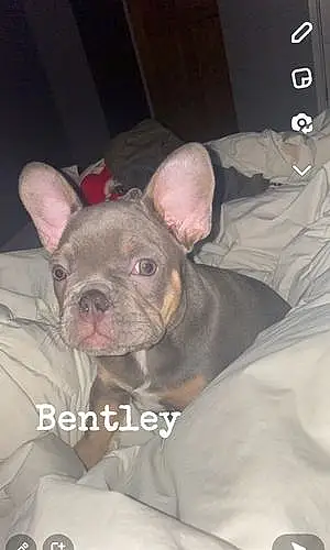 Name French Bulldog Dog Bentley