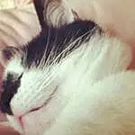 Mr Pussy Cat