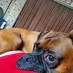 Dog, Dog breed, Carnivore, Companion dog, Fawn, Boxer, Wrinkle, Whiskers, Snout, Collar, Canidae, Bored, Working Animal, Terrestrial Animal, Dog Supply, Comfort, Biting, Liver, Working Dog