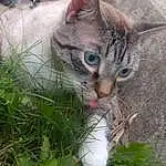 Plant, Cat, Eyes, Felidae, Carnivore, Small To Medium-sized Cats, Grass, Whiskers, Fawn, Snout, Domestic Short-haired Cat, Furry friends, Tree, Terrestrial Animal, Twig, Paw, Tail