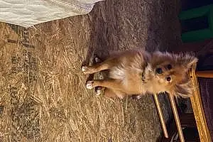 Name Pomeranian Dog Foxy