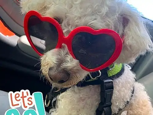 Glasses, Dog, Goggles, Vision Care, Sunglasses, White, Dog breed, Carnivore, Eyewear, Collar, Dog Supply, Companion dog, Cool, Pet Supply, Dog Collar, Working Animal, Snout, Poodle, Happy