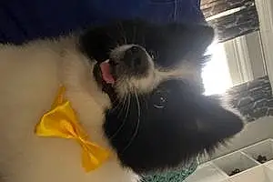 Name Pomeranian Dog Ace