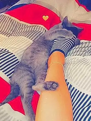 Russian Blue Cat Tink