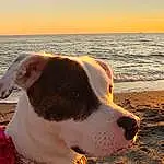 Water, Dog, Sky, Dog breed, Collar, Dog Supply, Carnivore, Fawn, Dog Collar, Companion dog, Pet Supply, Horizon, Working Animal, Leash, Beach, Evening, Ocean