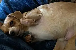 Name Chihuahua Dog Finnley