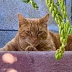 Cat, Window, Felidae, Carnivore, Small To Medium-sized Cats, Wood, Whiskers, Plant, Fawn, Grass, Snout, Tail, Terrestrial Animal, Tree, Furry friends, Domestic Short-haired Cat, Trunk, Sitting, Road Surface