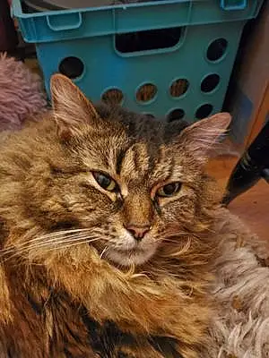 Maine Coon Cat Zoey