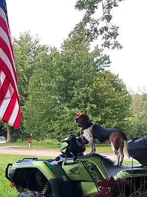 Name Beagle Dog Liberty