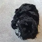 Dog, Carnivore, Dog breed, Water Dog, Companion dog, Toy Dog, Snout, Canidae, Liver, Furry friends, Terrier, Labradoodle, Maltepoo, Small Terrier, Working Animal, Non-sporting Group, Poodle Crossbreed, Shih-poo