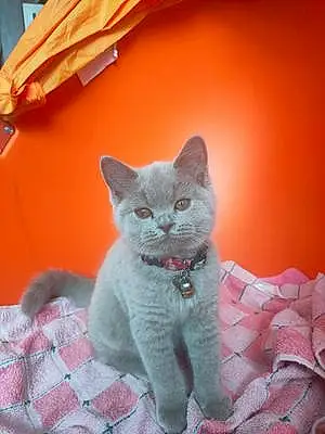 Name British Shorthair Cat Lana
