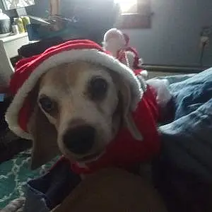 Beagle Dog Kimmy