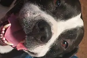 Name Pitt Bull Terrier Dog Chapo