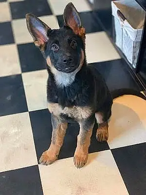 Name German Shepherd Dog Amara