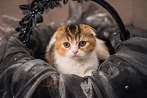 Name Scottish Fold Cat Lili