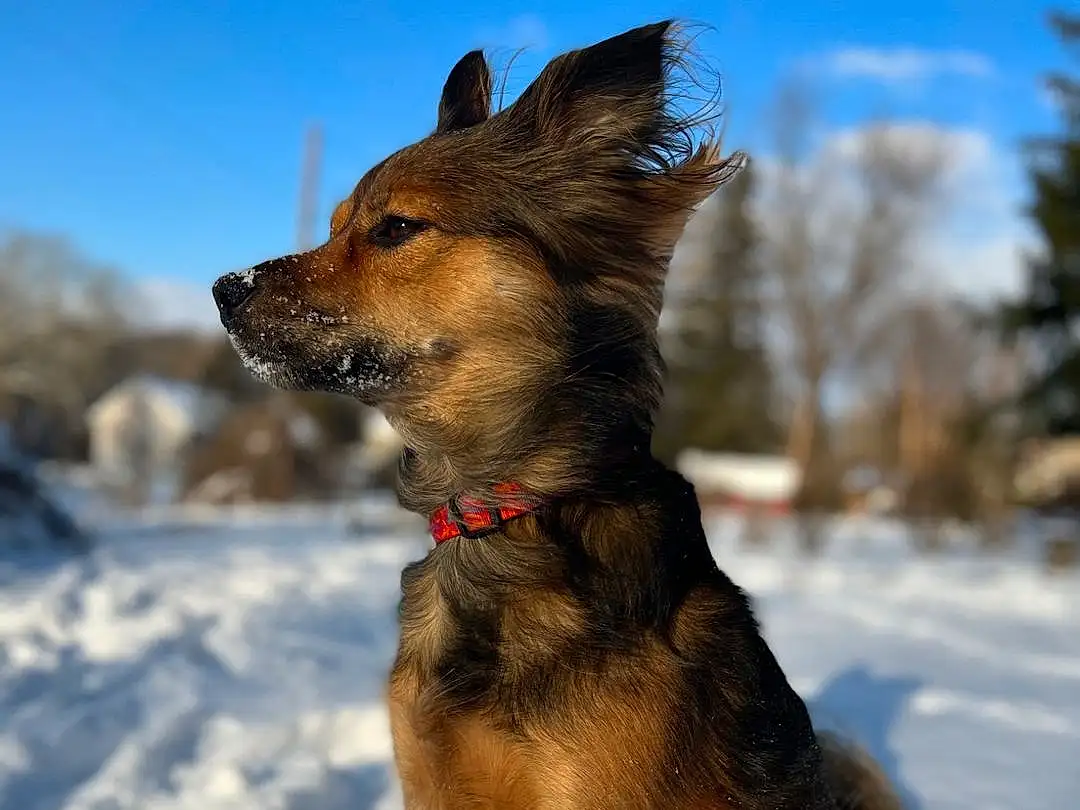 Snow, Dog, Sky, Dog breed, Carnivore, Dog Supply, Fawn, Snout, Winter, Companion dog, Canidae, Tail, Dog Collar, Furry friends, Old German Shepherd Dog, Electric Blue, Collar, Working Dog, Cloud