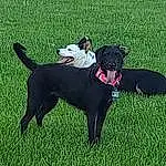 Dog, Carnivore, Dog breed, Working Animal, Grass, Companion dog, Dog Supply, Collar, Dog Sports, Snout, Dog Collar, Animal Sports, Borador, Tail, Sports, Canidae, Working Dog, Pet Supply, Non-sporting Group