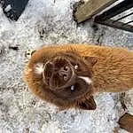 Snow, Liver, Dog breed, Carnivore, Fawn, Wood, Snout, Winter, Terrestrial Animal, Working Animal, Whiskers, Canidae, Furry friends, Foot, Freezing