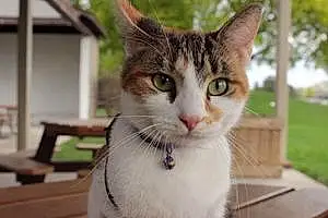 Name American Shorthair Cat Carmella