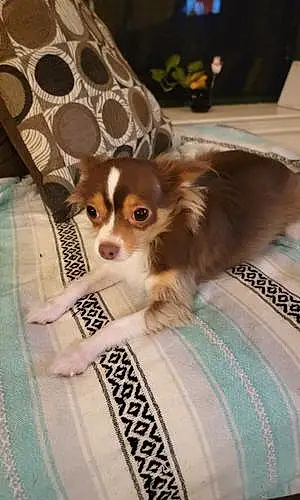 Name Chihuahua Dog Andre
